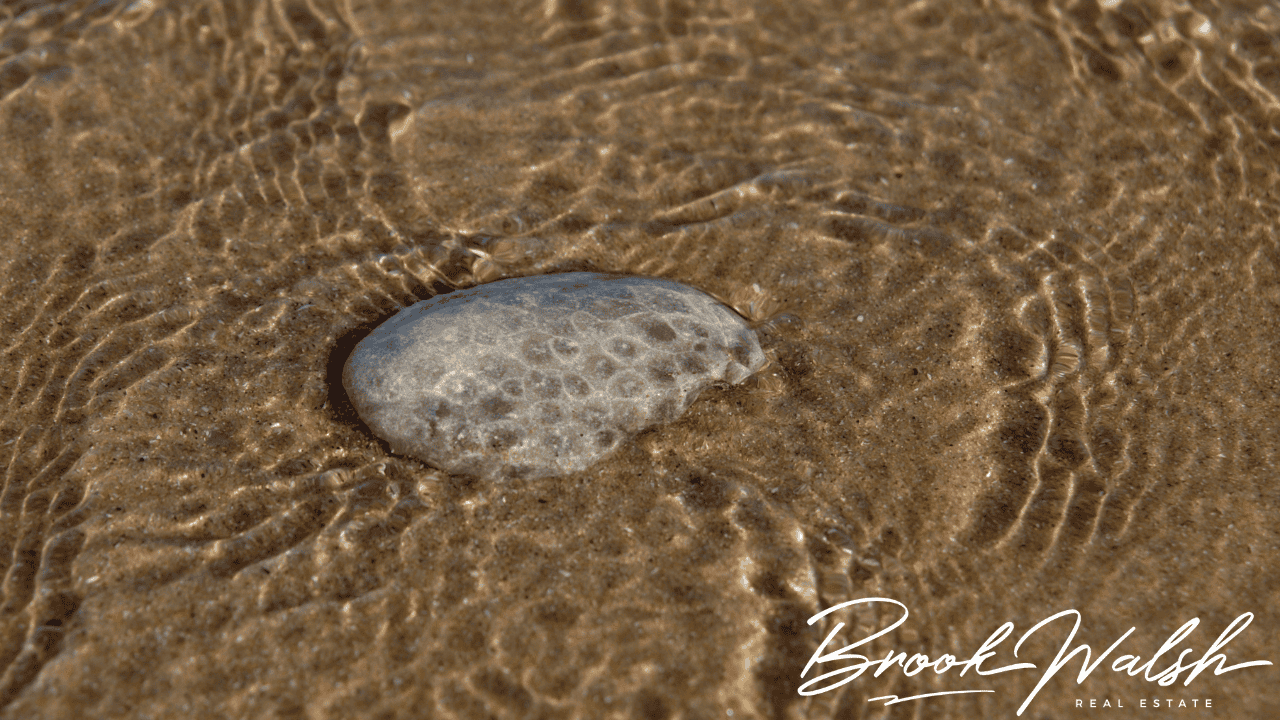 Petoskey-stone