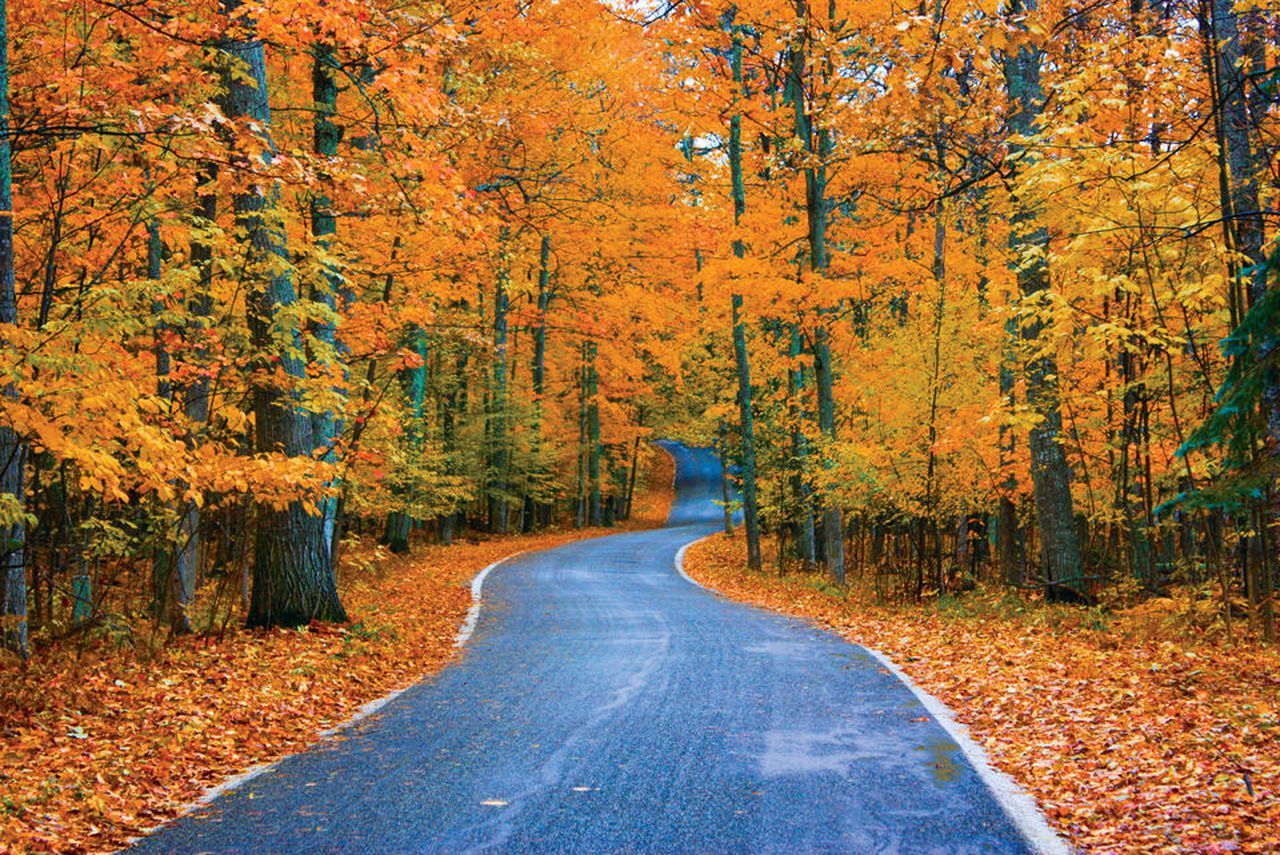 Picture of Michigan’s Iconic Tunnel of Trees